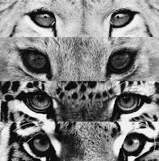 Quiz Animaux