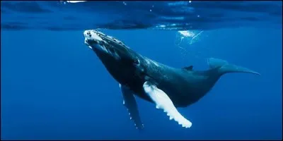 La baleine est :