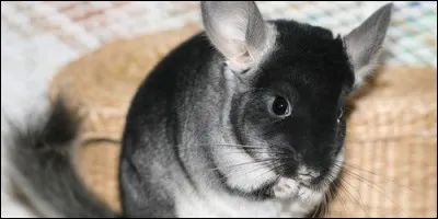 D'où est originaire le chinchilla ?