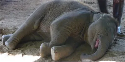 En moyenne, combien d'heures par jour dort un éléphant ?