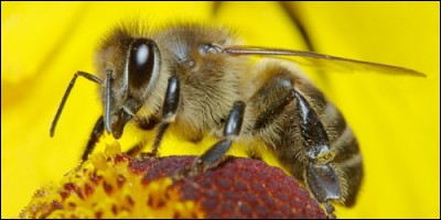 L'autre nom de l'abeille est la « mouche à miel ».