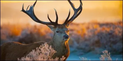 Comment appelle-t-on le petit du cerf ?