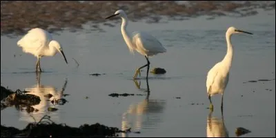 Lequel de ces oiseaux n'est pas un échassier ?