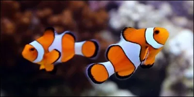 Avec quel organe les poissons respirent-ils ?