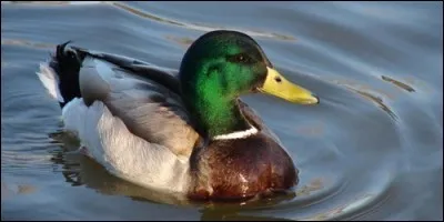 Que fait le canard ?