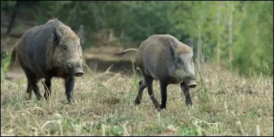 Comment s'appelle la femelle du sanglier ?