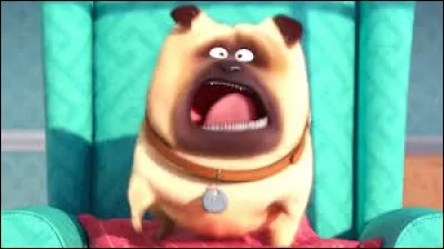 A quelle race de chien appartient Mel ?