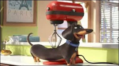 Sur cette photo qui s'offre une séance de massage ?