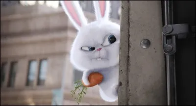 Comment s'appelle ce lapin déjanté ?