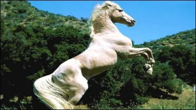 Le blanc est une couleur de robe extrêmement rare chez le cheval.