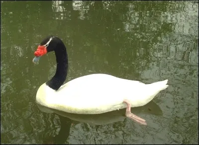 Où est-ce que le cygne à cou noir vit-il ?