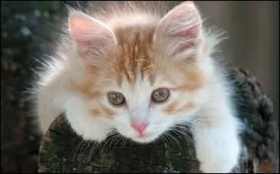 Comment dit-on le mot "chat" en allemand ?