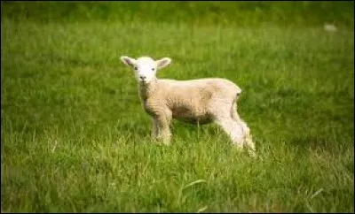 Qui est le plus gros producteur mondial de viande ovine ?