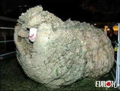 Qui est le plus gros producteur de laine de moutons ?