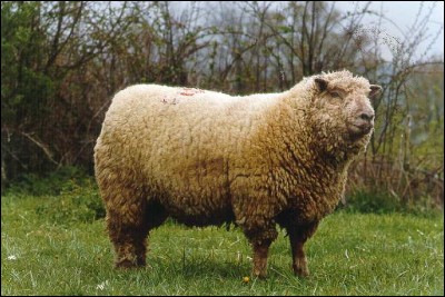 Le mouton fait partie de la grande famille des bovidés.