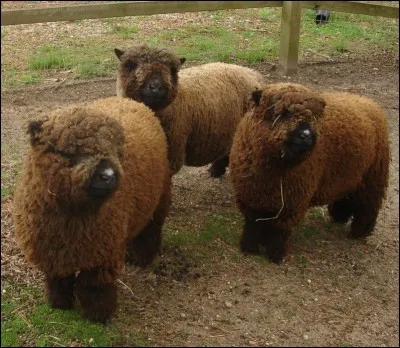 Combien d'années peut vivre un mouton ?