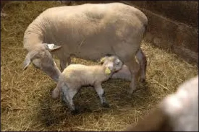 Qu'appelle-ton l'agnelage ?