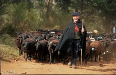 Il n'y a plus de moutons sauvages.