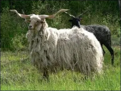 Combien y-a-t-il d'espèces de moutons sauvages ?