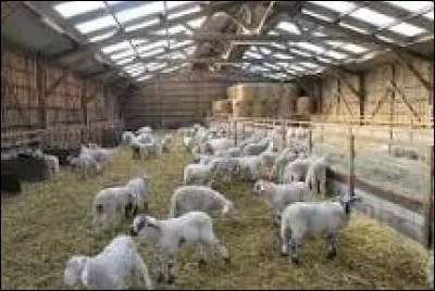 Comment s'appelle le bâtiment qui accueille les moutons ?