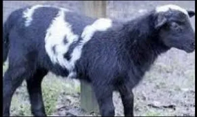 Comment appelle-t-on un hybride stérile obtenu d'un bouc et d'une brebis ?