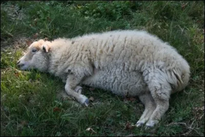 Quand un mouton souffre de ballonements, quelle est l'action adéquate ?