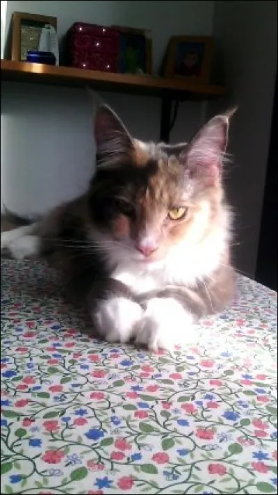 Quel est cet animal ?