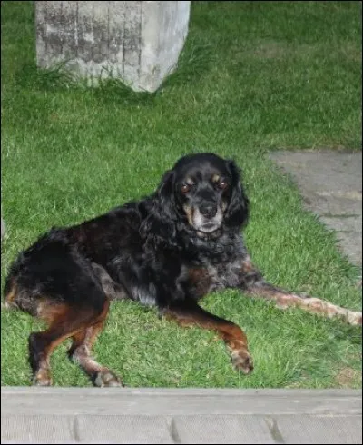 Quelle est cette race de chiens ?