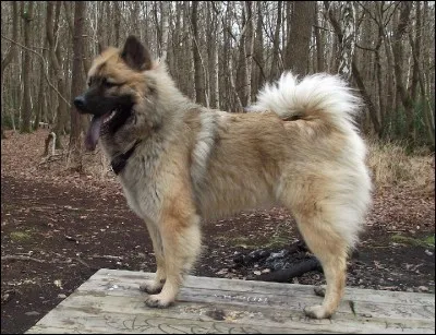 Quelle est cette race ?