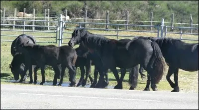 Nous descendons vers les Pyr&eacute;n&eacute;es et nous y trouverons un joli petit coin pour pique-niquer au plateau de Beille, en compagnie de jolis chevaux. Comment s'appelle cette race ?