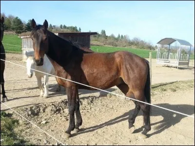 De quelle robe est-il ?