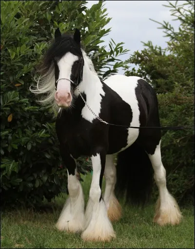 Quelle est la race de ce cheval ?