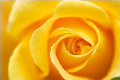 Qui a écrit "Péril jaune" ?