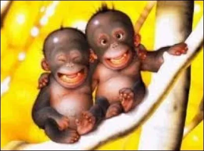 Quel fruit jaune les singes raffolent-ils ?