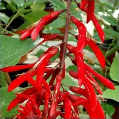 Quel est le nom de cette plante ?