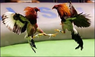 Il n'y a plus de combats de coqs organisés en France.