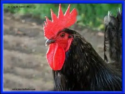 Quel coq est en photo ?
