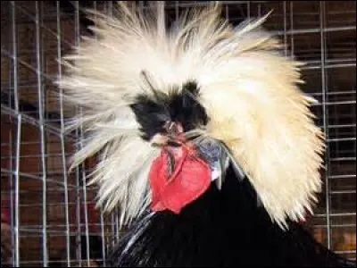 Quel est ce coq mal coiffé ?