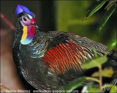 D'où vient ce coq très coloré ?