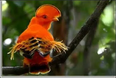 Comment appelle-t-on ce coq orange ?