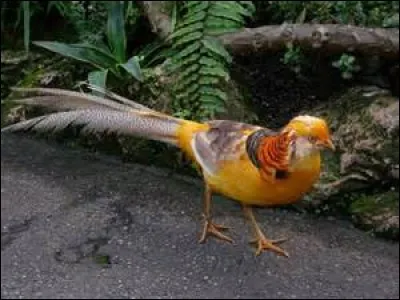 Quel croisement a donné ce coq hybride coloré ?