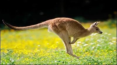 Le kangourou fait des ___ impressionnants !