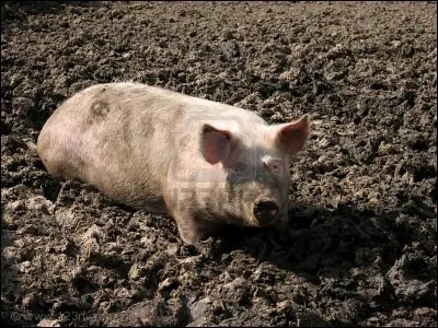Ce cochon se roule dans la ___.