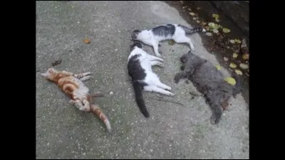 En te baladant dans la rue, tu aperçois un chat mort.