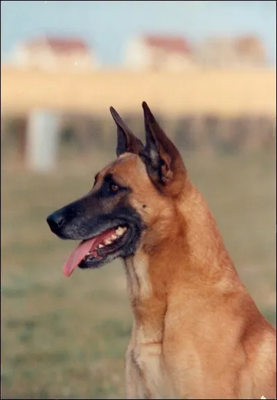 Combien existe-t-il de variétés de berger belge ?