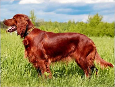 Le setter irlandais est un...