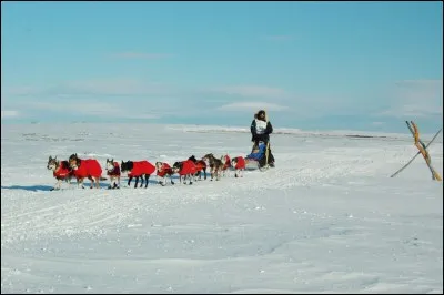 Laquelle de ces courses commémore l'épopée de Balto, célèbre pour avoir transporté un traitement anti-diphtérique ?