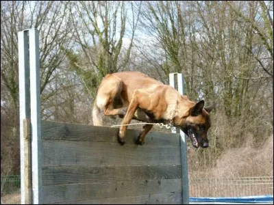 Quelle est la hauteur maximale d'une palissade en ring français ?