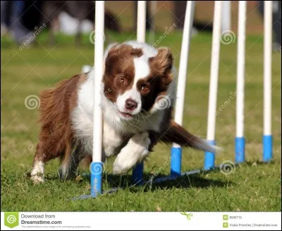 Quel est le nombre minimum d'obstacles en agility ?