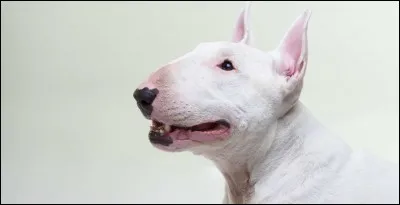 Pour quelle activité le Bull Terrier a-t-il été réputé ?